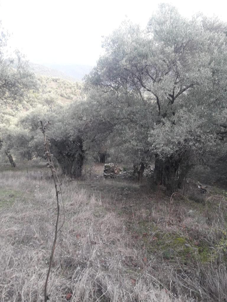 679.34 m² arable field, will soon become building land. / Directly from the owner