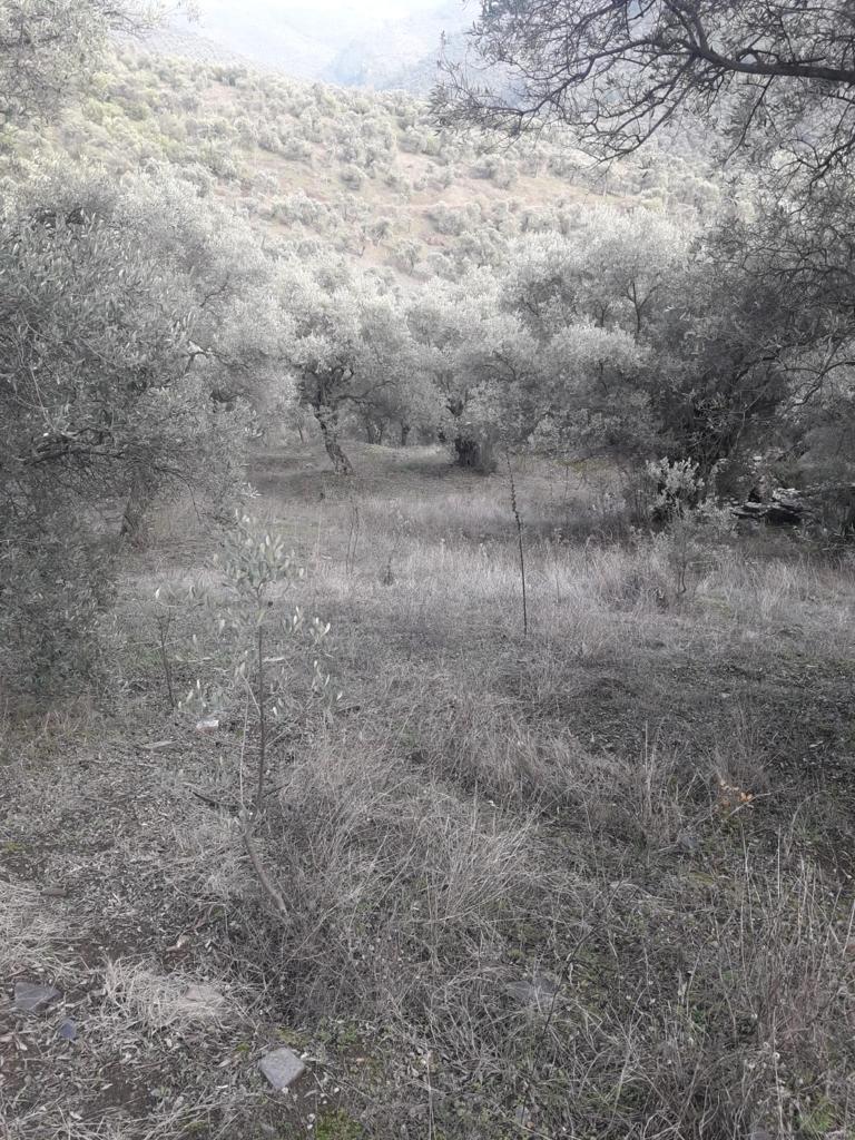 679.34 m² arable field, will soon become building land. / Directly from the owner